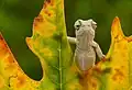 Un bébé caméléon commun en Turquie.