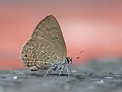 Anthene emolus