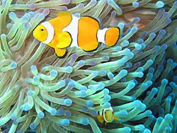 Poisson-clown.