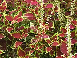 Floraison