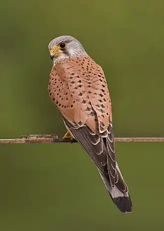 Falco tinnunculus (Falconiformes).