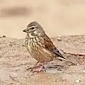 Juvenile