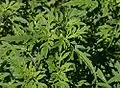Ambrosia artemisiifolia