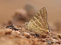 Cigaritis ictis