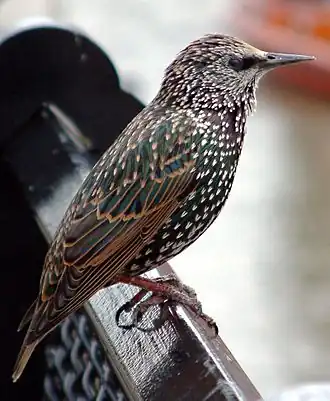 Femelle immature (1er&nbsp;hiver).