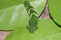 La chenille de Polyura athamas