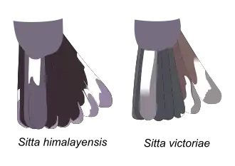 Comparaison de la queue de Sittelle de l'Himalaya (S. himalayensis), à gauche, et de la Sittelle du Victoria (S. victoriae), à droite.
