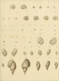 Planche réalisée par André Louis Gaspard Michaud dans Complément de l'Histoire naturelle des mollusques terrestres et fluviatiles de la France de 1831.