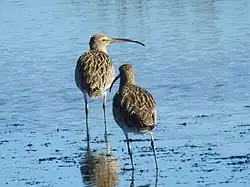 Couple de courlis cendré en Espagne.