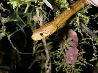 Compsophis laphystius.