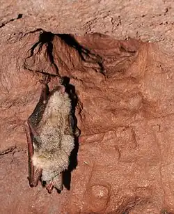 chauve-souris
