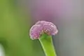Pistil.