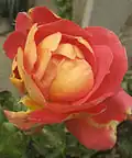 'Condesa de Sástago', HP. P. Dot, 1930. La première rose bicolore de Dot.