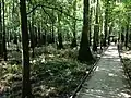 Vue