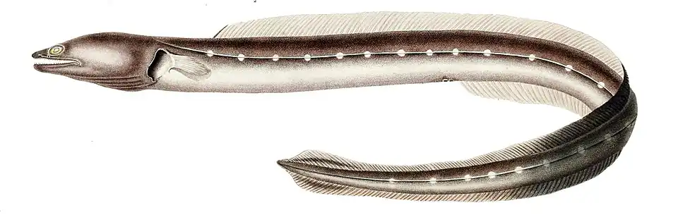 Conger orbignianus (sv).
