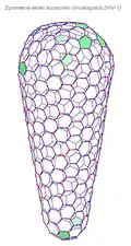 Capside conique du VIH 1