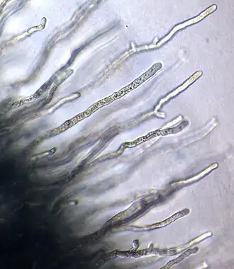 Description de l'image Conidiobolus firmipilleus ARSEF 2731 (35127474912).jpg.