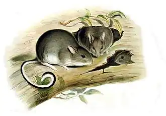 Description de l'image Conilurus albipes - Gould.jpg.