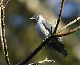 Description de l'image Conioptilon mcilhennyi - Black-faced cotinga.jpg.