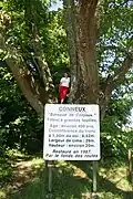 Le tilleul de Conjoux