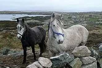 Chevaux gris derrière un mur