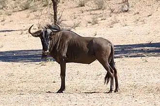 Gnou dans le parc national Kruger en Afrique du Sud