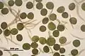 Conocephalum salebrosum, spores et élatères