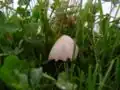 Conocybe apala&nbsp;(en)