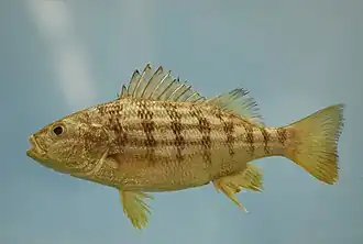 Conodon nobilis
