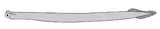 Description de l'image ConodontZICA.png.