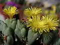 Conophytum brevisetum