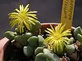 Conophytum cytolinum