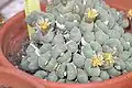 Conophytum hians var monstruosum
