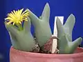Conophytum meyerae