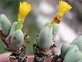 Conophytum oviferum