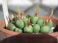 Conophytum rooillanense
