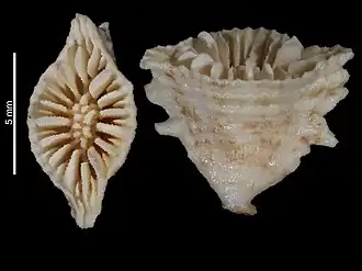 Description de l'image Conotrochus asymmetros (MNHN-IK-2009-1846).jpeg.