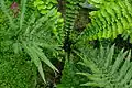 Cœur du plant