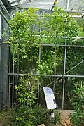 Plant de Rothmannia sous serre.