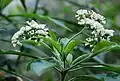 Fleurs