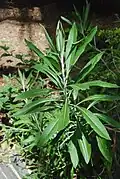 Plant de Cheirolophus sous serre.