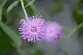Fleur.