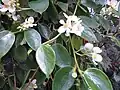 Floraison
