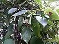 Fruits