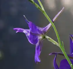 Fleur.