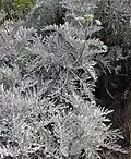 Constancea nevinii