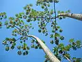 Cecropia sp.