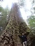 Contrefort d ' Eucalyptus regnans