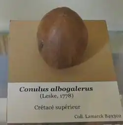 Fossile de Conulus albogalerus (Crétacé supérieur, MNHN)