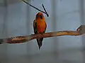 Conure soleil dans une volière du jardin de la fontaine